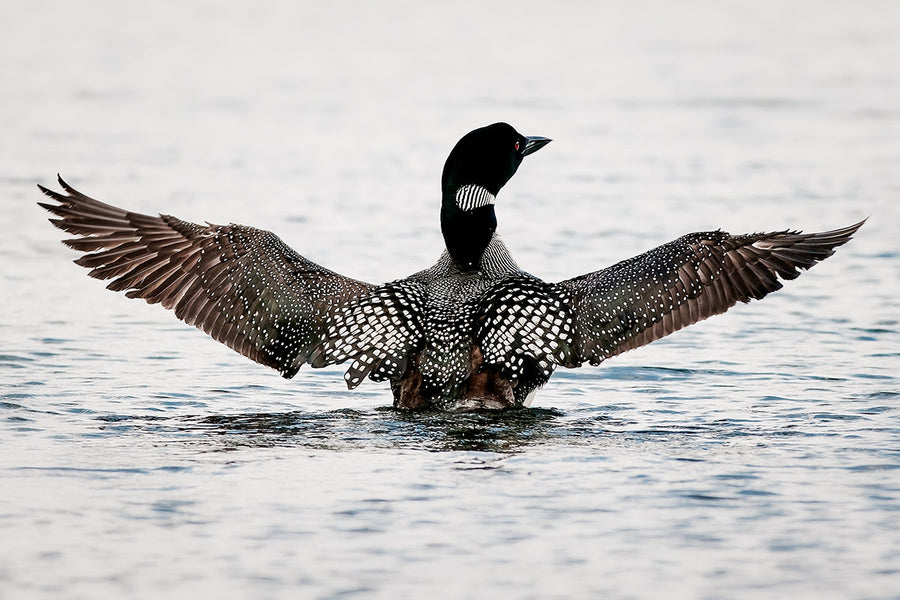 Common Loon