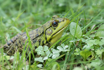 Green Frog