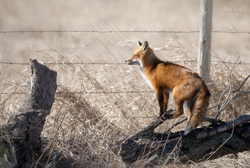 Red Fox