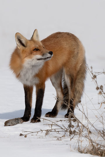 Red Fox with Prey