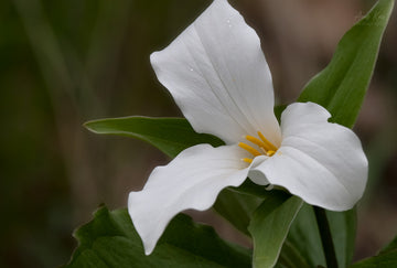 White Trillium