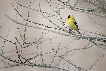 American Goldfinch