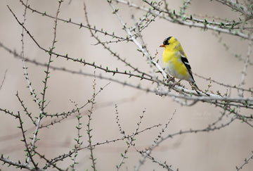 American Goldfinch