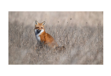 Red Fox, HD Metal Panel