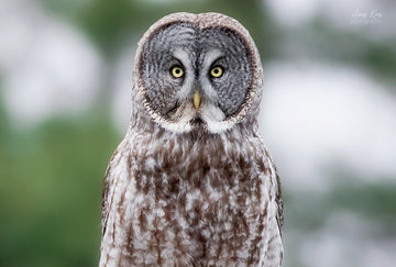 Great Gray Owl