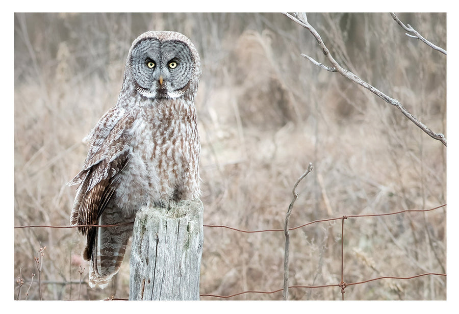 Great Gray Owl, HD Metal Panel