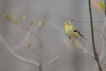 American Goldfinch