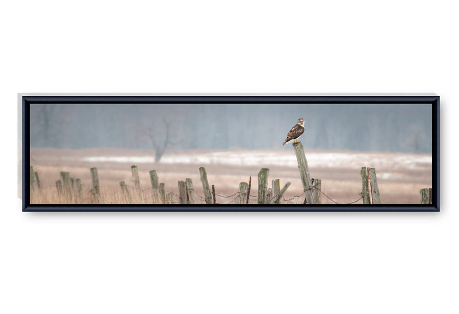 Red-tailed Hawk Naturescape, Framed Acrylic Facemount