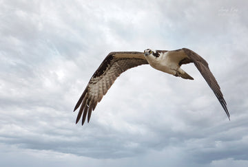 Osprey