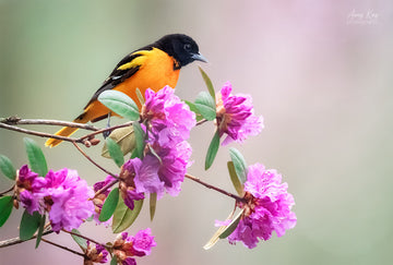 Baltimore Oriole