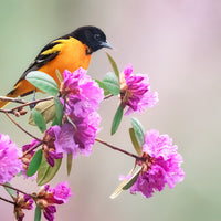 Baltimore Oriole ~ 13"x19" Signed Collector Print with mat