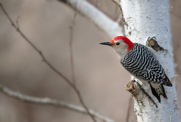 Red-bellied Woodpecker