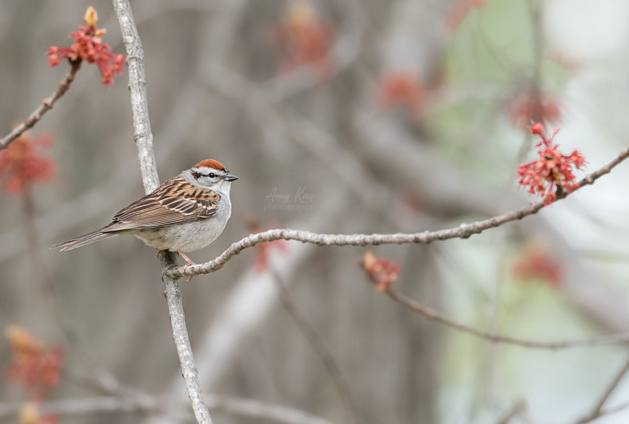 Chipping Sparrow