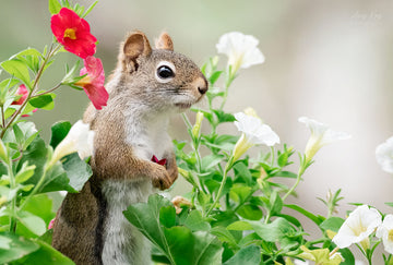 Red Squirrel