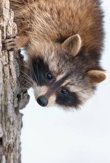 Raccoon