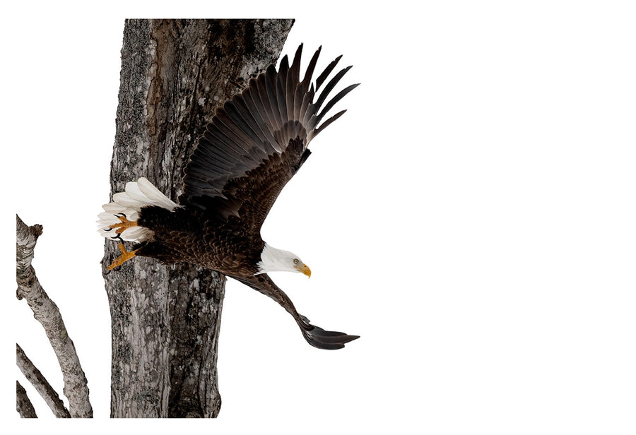 American Bald Eagle, HD Metal Panel