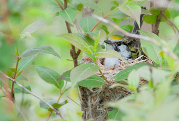 Chestnut-sided Warbler on Nest