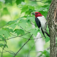 Red-headed Woodpecker