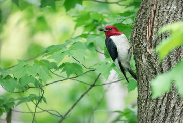 Red-headed Woodpecker