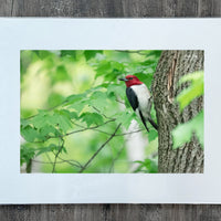 Red-headed Woodpecker