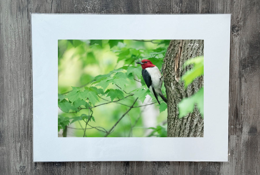 Red-headed Woodpecker