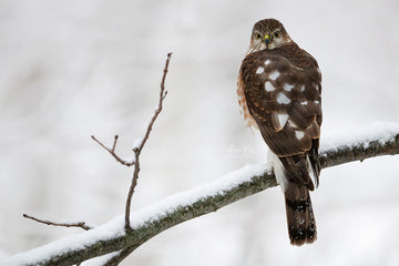 Sharp-shinned Hawk (juvenile)