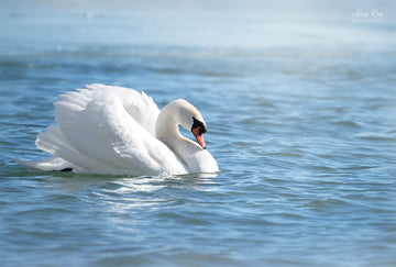 Mute Swan