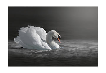 Mute Swan, Acrylic Facemount