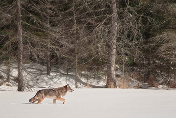 Algonquin Eastern Wolf