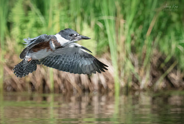 Belted Kingfisher