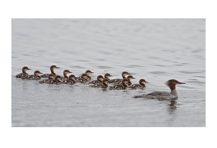 Common Merganser with Chicks, HD Metal Panel