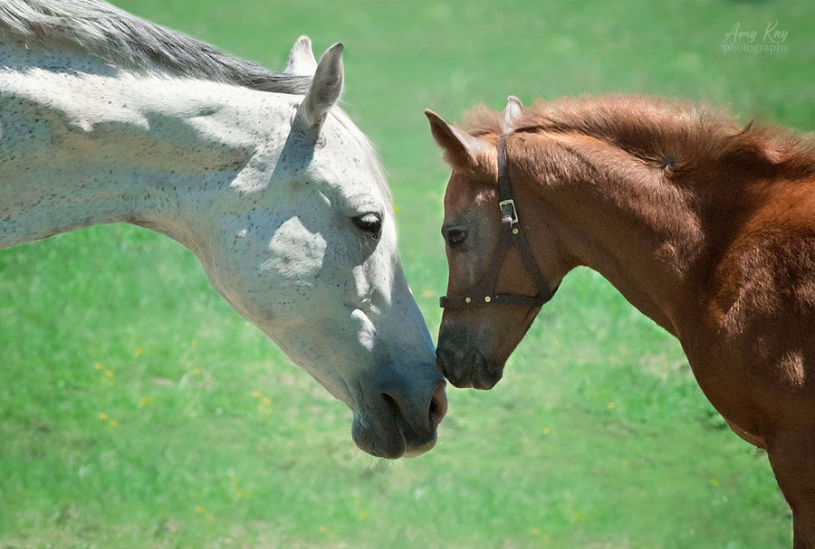 Mare with Foal