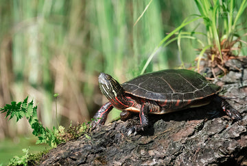 Painted Turtle