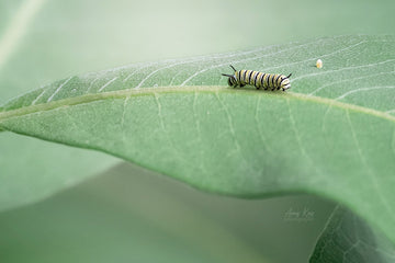 Monarch Caterpillar with Egg