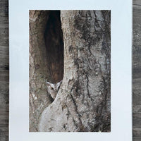 Eastern Screech Owl ~ 13"x19" Signed Collector Print with mat