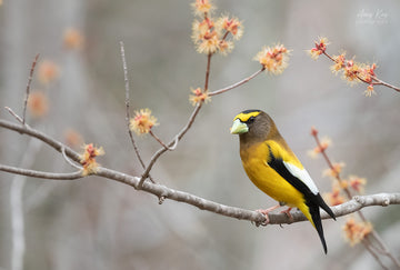 Evening Grosbeak