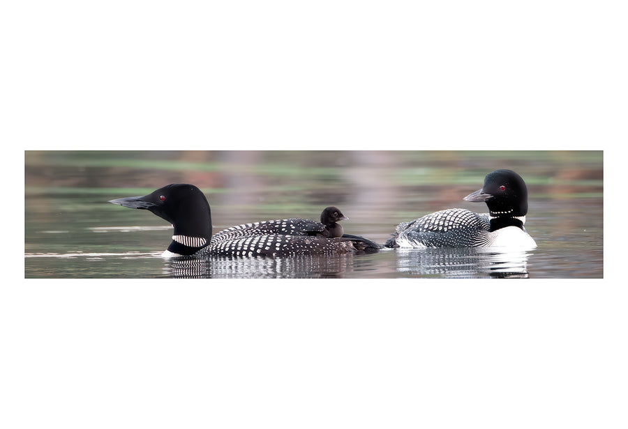 Common Loons with Chick, HD Metal Panel