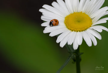 Seven-spotted Lady Beetle