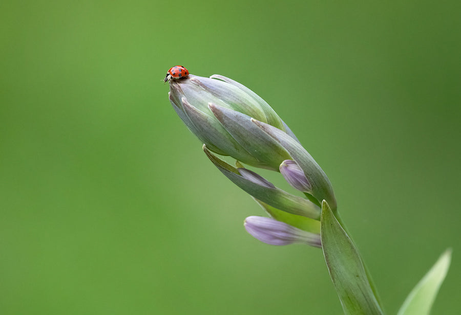 Ladybug on Siebold's Plantain Lily