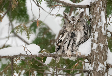 Eastern Screech Owl