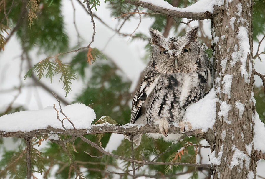 Eastern Screech Owl