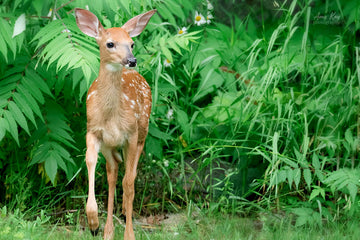 White-tailed Deer Fawn