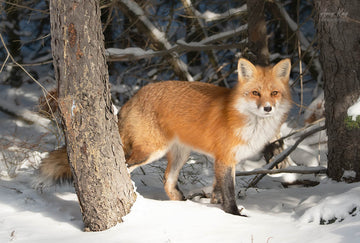 Red Fox