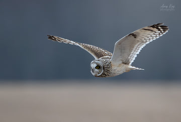 Short-eared Owl