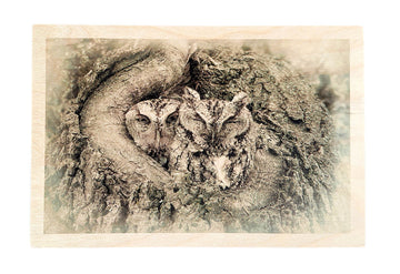 Eastern Screech Owls- Wood Print