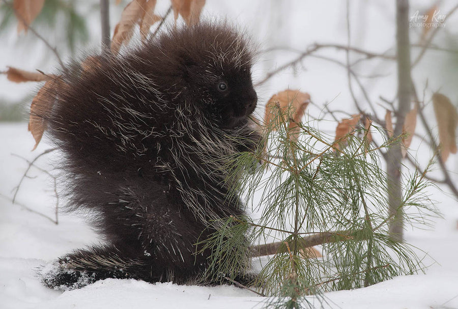 Juvenile Porcupine