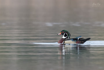 Wood Duck