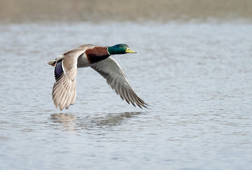 Mallard Duck