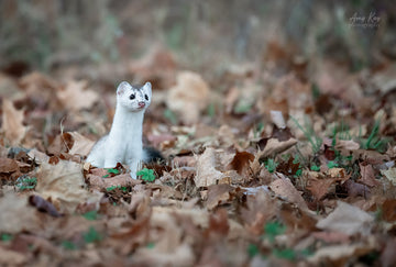 Short-tailed Weasel (ermine)