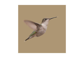 Ruby-throated Hummingbird (f), Metal Panel